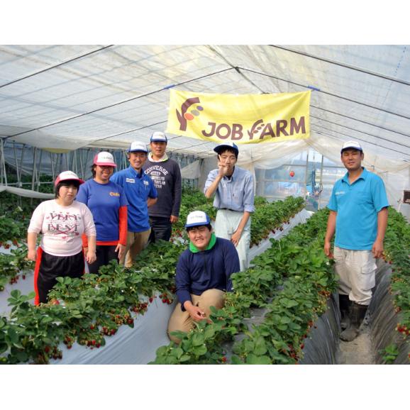 いちご イチゴ 『真紅の美鈴』千葉県産 黒いちご 約350g（15～18粒）産地箱 ※冷蔵 送料無料03