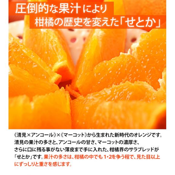 せとか　ハウス栽培 佐賀県産 JAからつ 風袋込 約2.5kg ご自宅用　簡易箱　※常温　送料無料　柑橘02