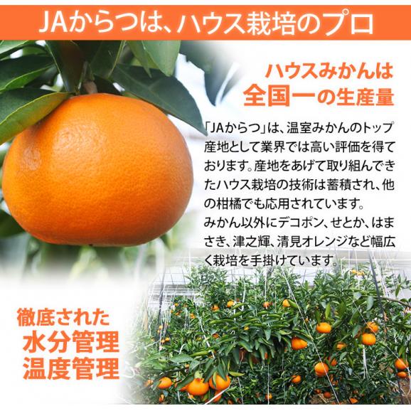 せとか　ハウス栽培 佐賀県産 JAからつ 風袋込 約2.5kg ご自宅用　簡易箱　※常温　送料無料　柑橘03