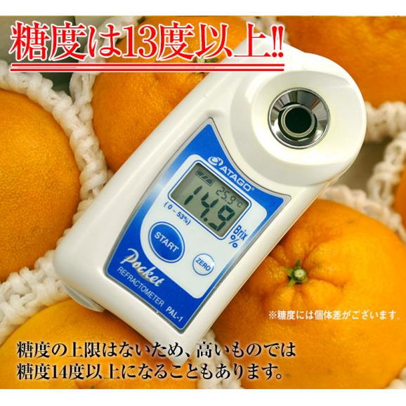 【3箱同時購入で1箱増量】デコポン 熊本県産 約1.2kg 4～6玉 送料無料 熊本デコポン06