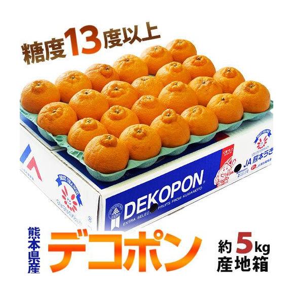 デコポン 糖度13度 熊本県産 柑橘 約5kg 18～24玉　無印　産地箱入 常温 送料無料 みかん デコポン01