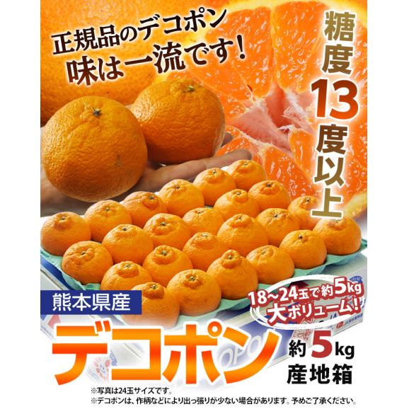 デコポン 糖度13度 熊本県産 柑橘 約5kg 18～24玉　無印　産地箱入 常温 送料無料 みかん デコポン02