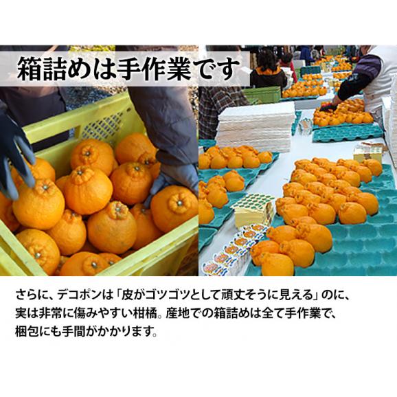 デコポン 糖度13度 熊本県産 柑橘 約5kg 18～24玉　無印　産地箱入 常温 送料無料 みかん デコポン04