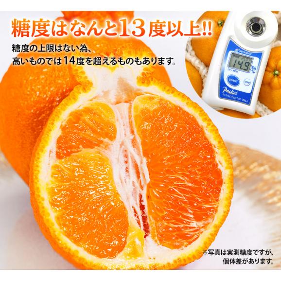 デコポン 糖度13度 熊本県産 柑橘 約5kg 18～24玉　無印　産地箱入 常温 送料無料 みかん デコポン05