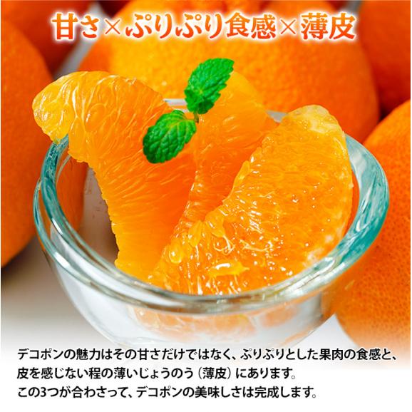 デコポン 糖度13度 熊本県産 柑橘 約5kg 18～24玉　無印　産地箱入 常温 送料無料 みかん デコポン06