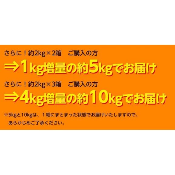 【2箱で1kg増量、3箱購入で4kg増量】愛媛県 中島地域産 　訳あり　カラマンダ リン 大～小 約2kg　※常温　送料無料06