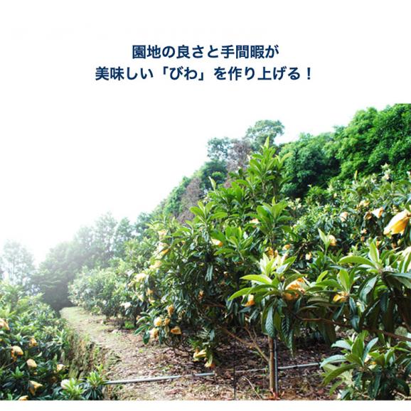大粒『なつたより』長崎県産 びわ 秀品 3～5L 約1kg（12～16玉）産地箱 ※冷蔵 びわ 長崎　ビワ04