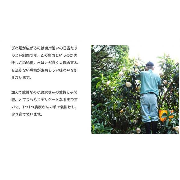 大粒『なつたより』長崎県産 びわ 秀品 3～5L 約1kg（12～16玉）産地箱 ※冷蔵 びわ 長崎　ビワ05