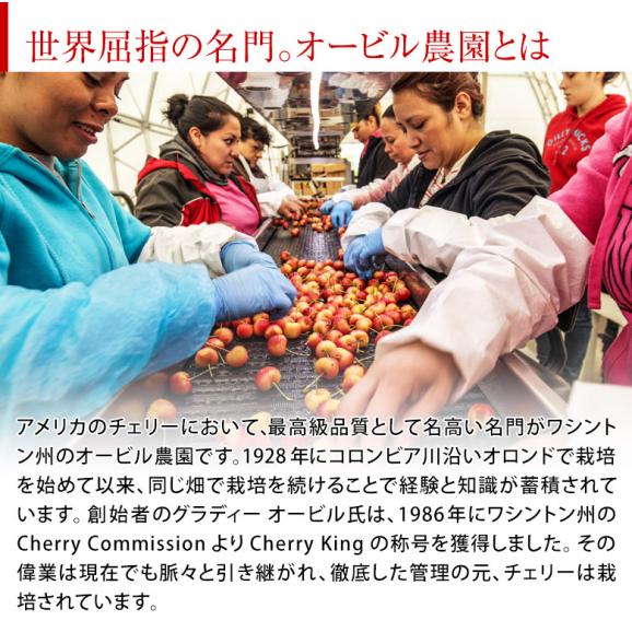 オービル農園の『レーニアチェリー』 超大粒 直径25mm~ 約1kg オービル農園の『レーニアチェリー』 超大粒 直径25mm~ 約1kg