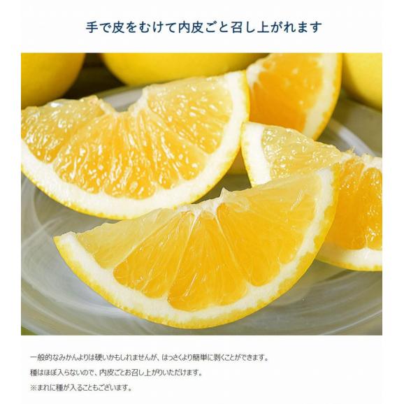ジャクソンフルーツ 南アフリカ産 約2.5kg（目安：10～15玉）簡易箱 ※冷蔵 送料無料 グレープフルーツ04