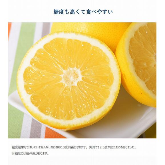 ジャクソンフルーツ 南アフリカ産 約2.5kg（目安：10～15玉）簡易箱 ※冷蔵 送料無料 グレープフルーツ05