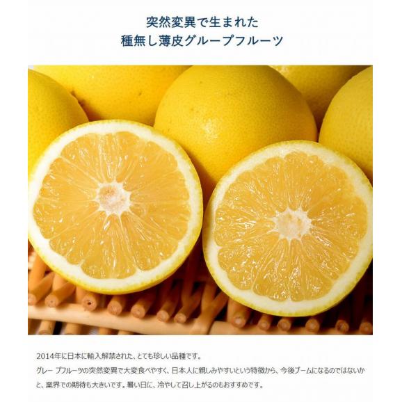 ジャクソンフルーツ 南アフリカ産 柑橘 約5kg（目安として20～30玉