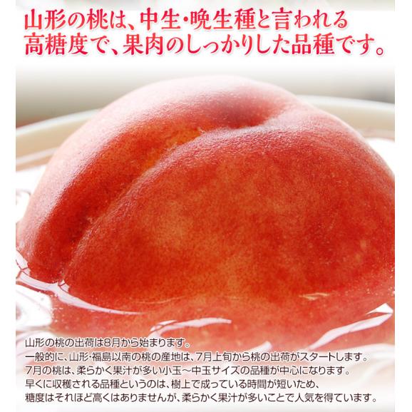 果樹王国 山形県のフルーツのプロ 伊藤さんが選ぶ「旬の桃」約2kg(7～10玉) ※常温 送料無料04