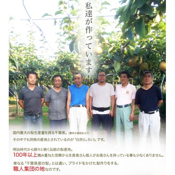 しろいの梨 （あきづき梨） 千葉県白井市産 約2.5kg（6～9玉）産地箱 ※冷蔵 送料無料02