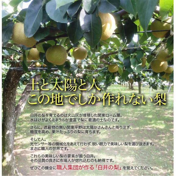 しろいの梨 （あきづき梨） 千葉県白井市産 約2.5kg（6～9玉）産地箱 ※冷蔵 送料無料03