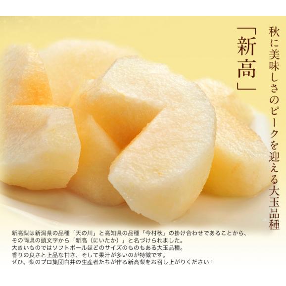 しろいの梨『新高梨』千葉県白井市産 約2.5kg（5～6玉）産地箱 ※冷蔵　送料無料04