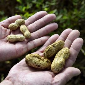 らっかせい ピーナッツ 千葉県成田産 高梨さんの謎の巨大ジャンボ落花生 約1kg（約500g×2) 冷蔵 産地直送