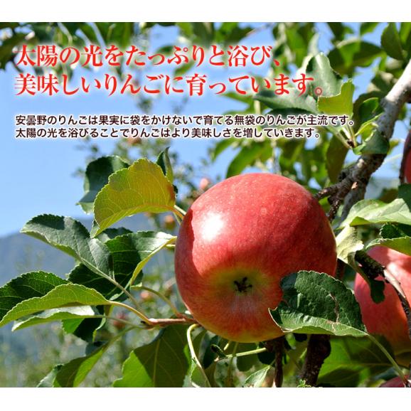 長野県 安曇野産 りんご 『シナノスイート』 約1.7kg 風袋込み（5～7玉） 産地箱入 ※常温 送料無料06