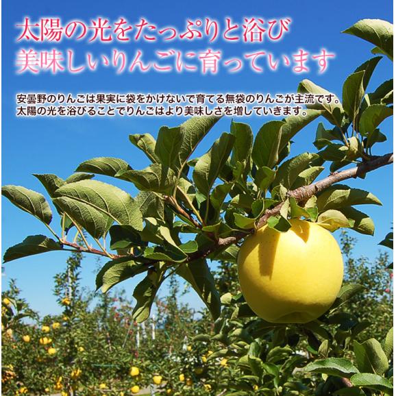 長野県安曇野産 りんご『シナノゴールド』 約1.7kg 風袋込み（5～7玉）産地箱 ※常温 送料無料06
