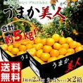 【カード・代引限定】JAからつ 『うまか美人』 佐賀県産 みかん 約2.5kg×2箱 小玉 2S～3Sサイズ　※常温 送料無料　※生育状況によってはSサイズで出荷
