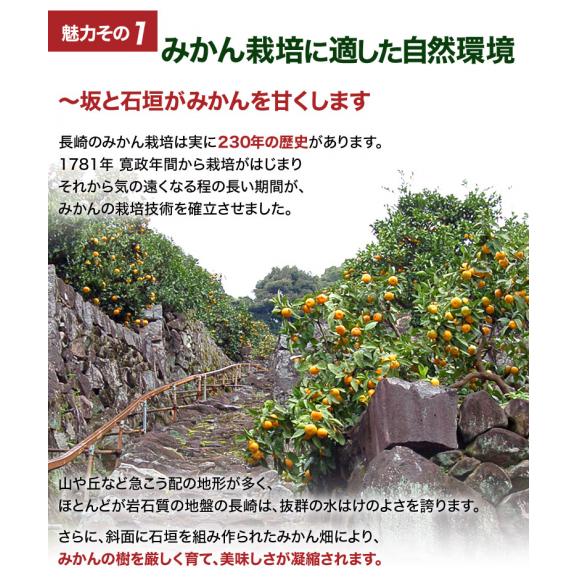 【糖度12度選別】味ロマン 極甘みかん JA長崎せいひ  2S～Lサイズ 約5kg　簡易箱入 多少のキズ有　※常温　送料無料05