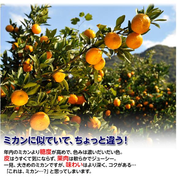 訳あり品 『西南のひかり』 香川県産 柑橘 約5kg S～2Lサイズ ※常温　送料無料02