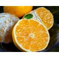 【正規品】 田中雄大さんの パインみかん　小～大込　 風袋込 約2kg 熊本県産 （1玉:30～130ｇ程度） 産地箱 　※常温　柑橘　フルーツ　送料無料