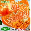 麗紅 （れいこう） キズ・スレ等あり JA長崎せいひ 長崎県産柑橘  S～L 約2.5kg×2箱 産地箱  風袋込　※常温　送料無料