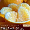 八朔 柑橘 きみのフルーツ『吉瀬さんのはっさく』 和歌山県産 柑橘 M〜2L混合 約4.5kg（14〜18玉）産地箱 ※常温 送料無料