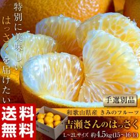八朔 柑橘 和歌山県産 きみのフルーツのはっさく 手選別品 約4.5kg L-2Lサイズ (15～17玉) 送料無料