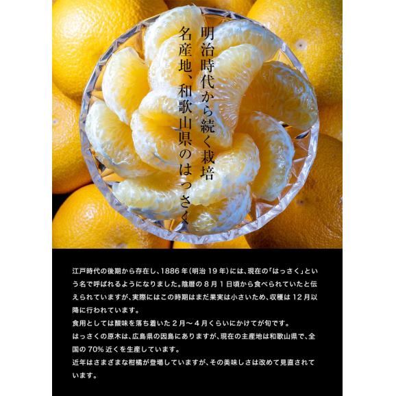 八朔 柑橘 和歌山県産 きみのフルーツのはっさく 手選別品 約4.5kg L-2Lサイズ (15～17玉) 送料無料02