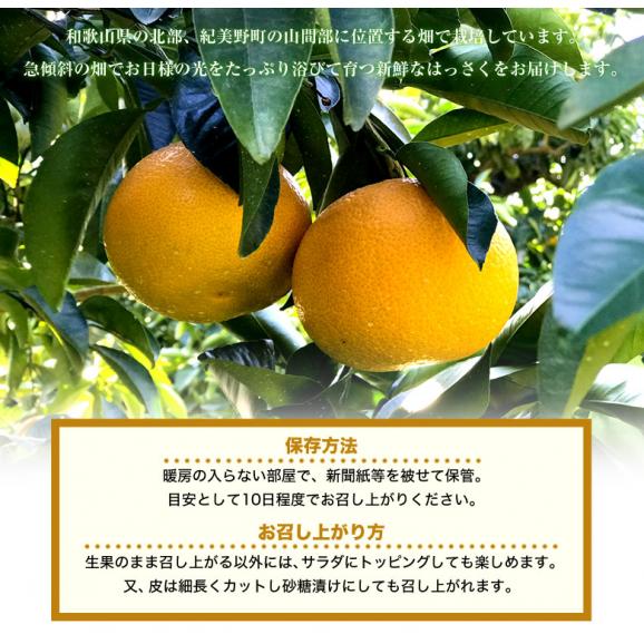 八朔 柑橘 和歌山県産 きみのフルーツのはっさく 手選別品 約4.5kg L-2Lサイズ (15～17玉) 送料無料06