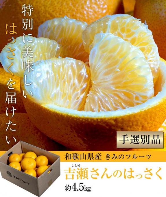 八朔 柑橘 きみのフルーツ『吉瀬さんのはっさく』 和歌山県産