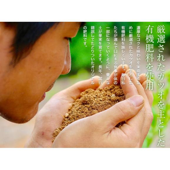八朔 柑橘 きみのフルーツ『吉瀬さんのはっさく』 和歌山県産 柑橘 M〜2L混合 約9kg（28〜36玉）産地箱 送料無料05