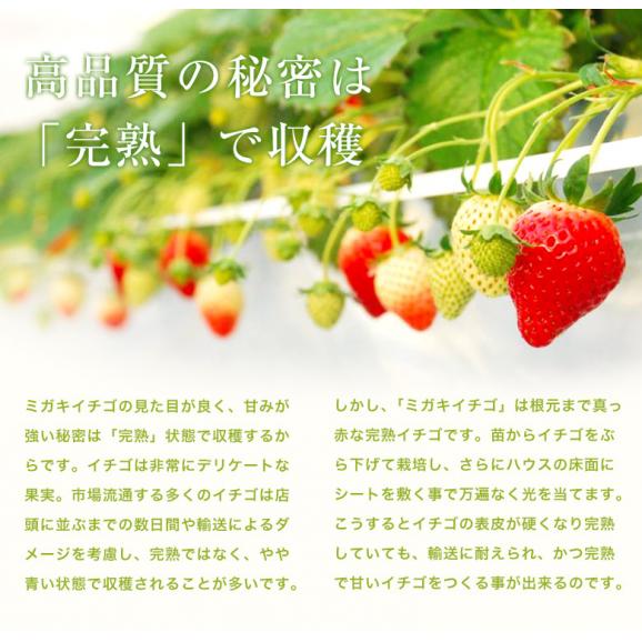 ミガキイチゴ(レギュラー) 宮城県産 約260g×2パック 産地箱 ※冷蔵 送料無料03