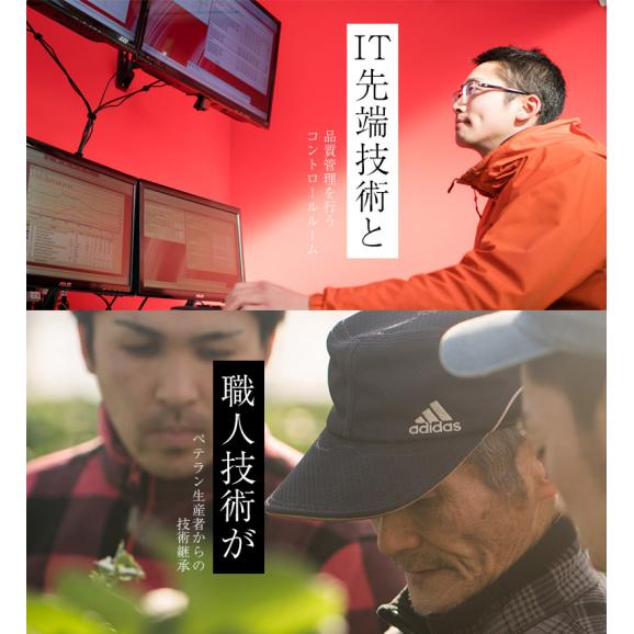 ミガキイチゴ(シルバー) 宮城県産 約320g×2パック 産地箱 ※冷蔵 送料無料04