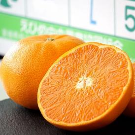 【2箱買えば1箱分増量】訳あり せとか 愛媛県 中島地域 M～3L 約1.5kg みかん 柑橘 送料無料