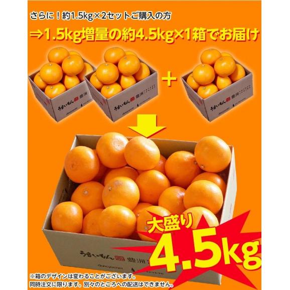 【2箱買えば1箱分増量】訳あり せとか 愛媛県 中島地域 M～3L 約1.5kg みかん 柑橘 送料無料06