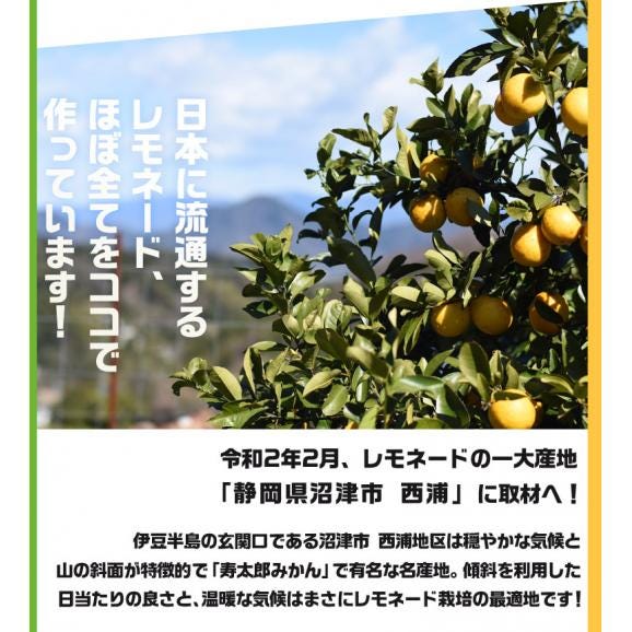 『レモネード』 静岡県産柑橘 2S〜Lサイズ 風袋込み約2.5kg 簡易梱包 ※常温　送料無料02