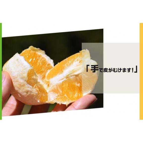 レモネード　静岡県産　柑橘 2S〜2Lサイズ 風袋込み約2.5kg 簡易梱包 ※常温　送料無料05