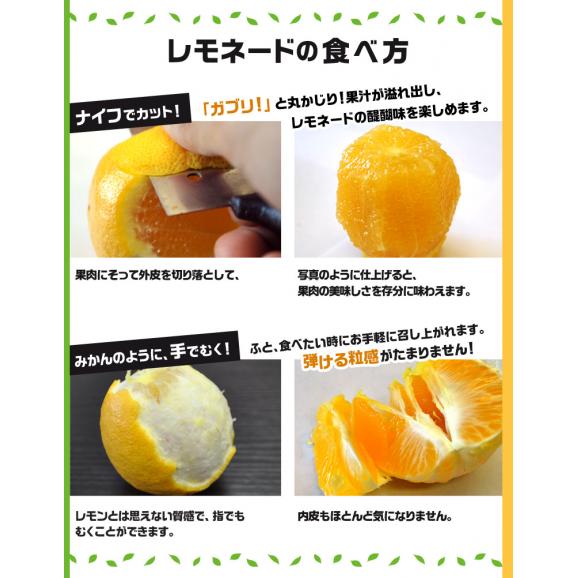レモネード　静岡県産　柑橘 2S〜2Lサイズ 風袋込み約2.5kg 簡易梱包 ※常温　送料無料06