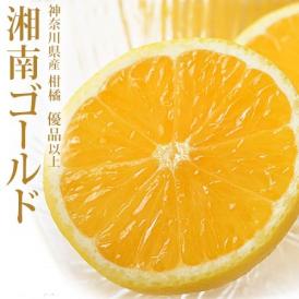 湘南ゴールド　神奈川県産 柑橘 優～秀品 約2.4kg 簡易梱包 ※常温 送料無料 柑橘