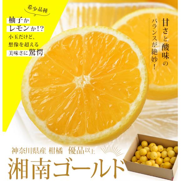 湘南ゴールド　神奈川県産 柑橘 優～秀品 約2.4kg 簡易梱包 ※常温 送料無料 柑橘02
