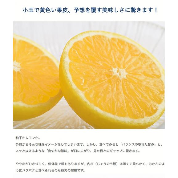 湘南ゴールド　神奈川県産 柑橘 優～秀品 約2.4kg 簡易梱包 ※常温 送料無料 柑橘04