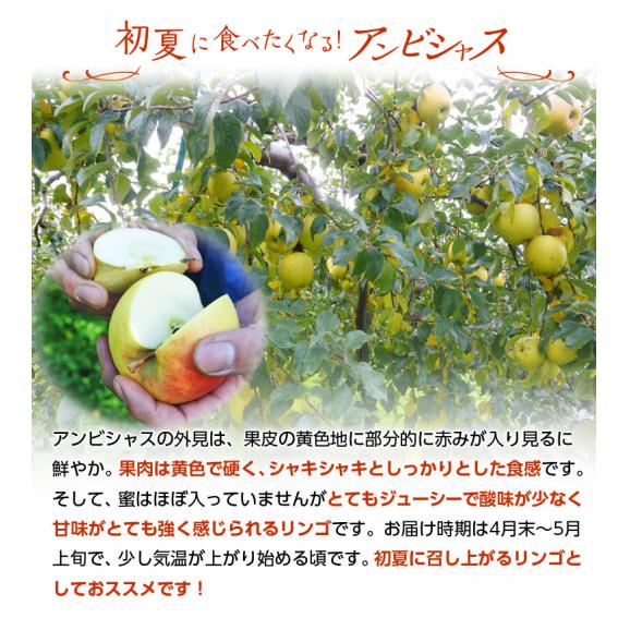 リンゴ 林檎  『アンビシャス』青森県産りんご 約2kg(9～13玉) 特A品 ※冷蔵 送料無料04