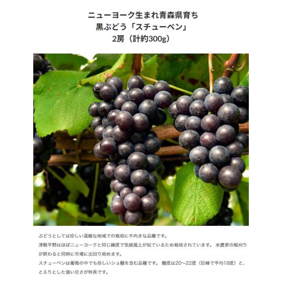旬のジューシーフルーツ3種＋新品種Qなっつ (長野県シャインマスカット,黒ぶどうスチューベン,和歌山県有田みかん,Qなっつ) ※常温 送料無料03