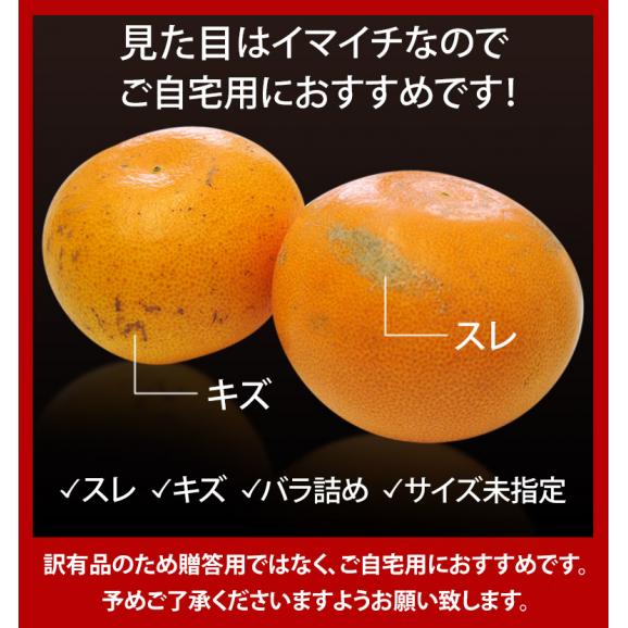 【早期割引】 訳あり『せとか』ハウス栽培 佐賀県産 JAからつ 風袋込 約5kg スレ傷あり・サイズ不揃い　産地箱入 柑橘 ※常温 送料無料06