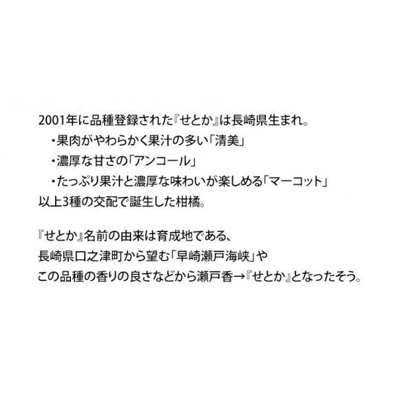JA長崎せいひ『せとか』長崎県産 柑橘 S〜L 約2.5kg×2箱 産地箱 風袋込 キズ・スレ等あり※常温　送料無料03