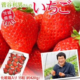 送料無料 「菅谷さんのいちご」　茨城県産　 約420g　　15粒　化粧箱入　※冷蔵