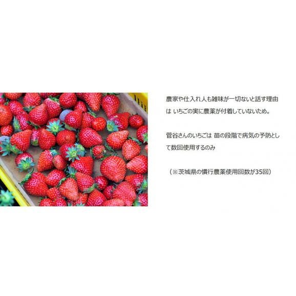 送料無料 「菅谷さんのいちご」　茨城県産　 約420g　　15粒　化粧箱入　※冷蔵04
